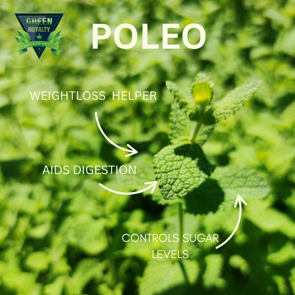 Green Royalty- Poleo(4oz)/Pennyroyal Herb